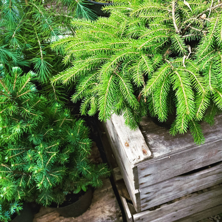 grown your own christmas tree kit by plants from seed grown your own christmas tree kit by plants from seed