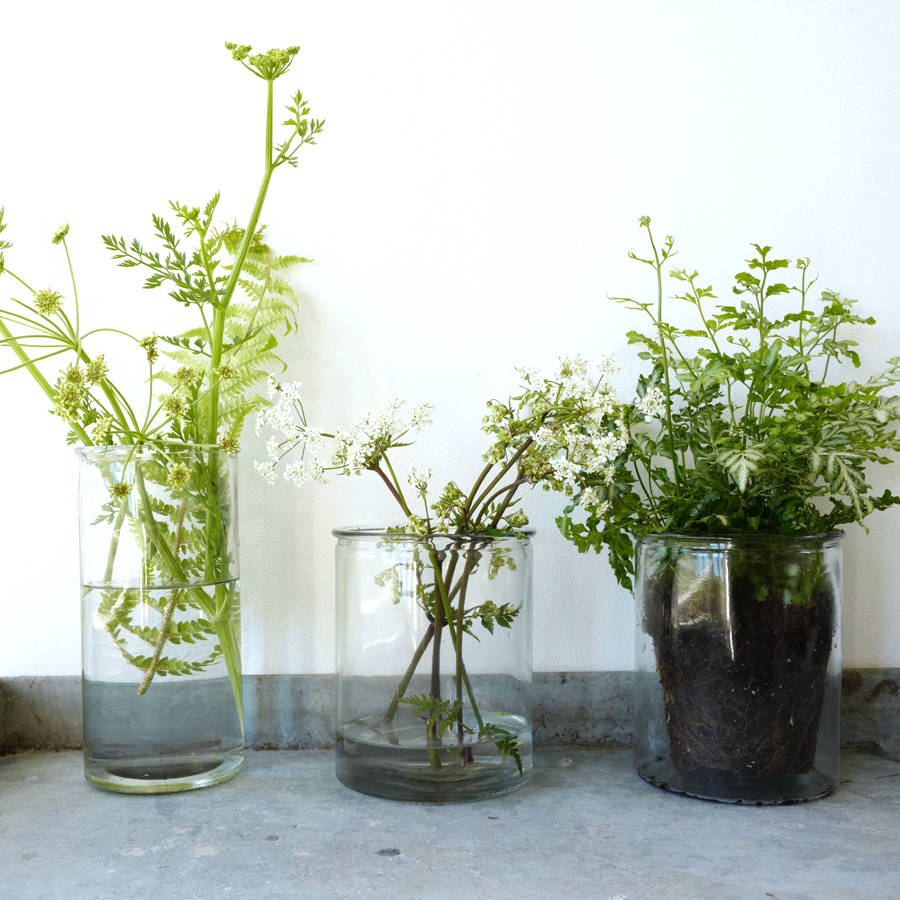 cylinder clear glass vase or planter pot by lilac coast