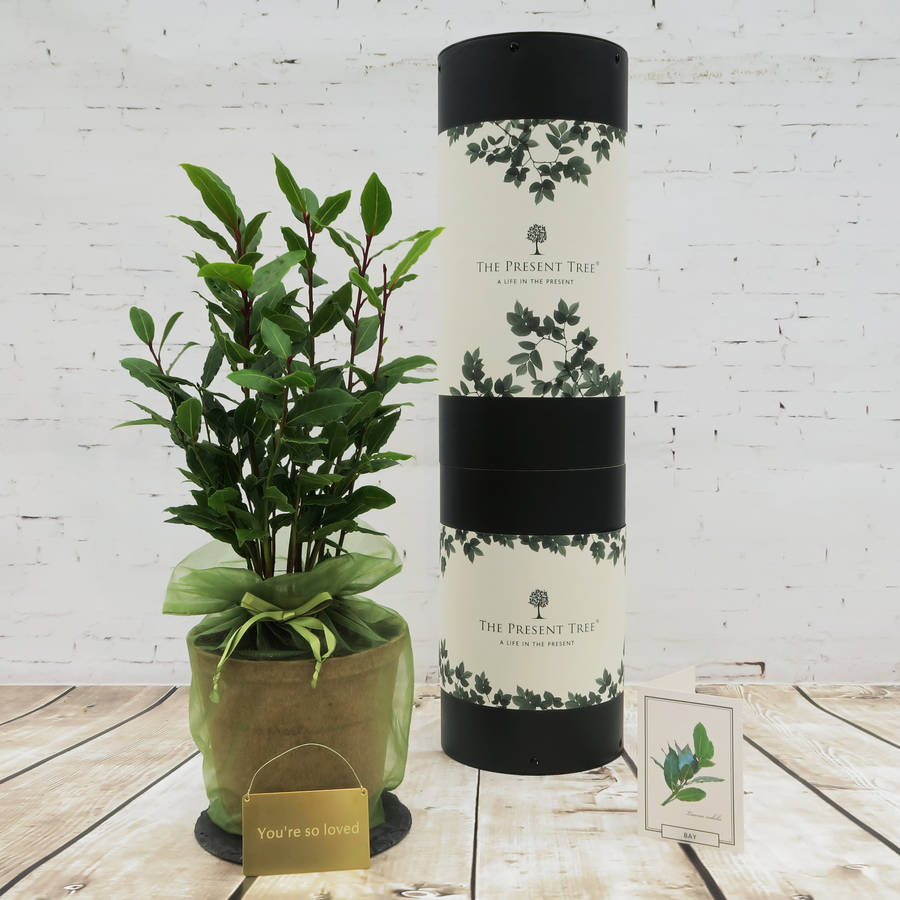 evergreen bay tree gift by the present tree