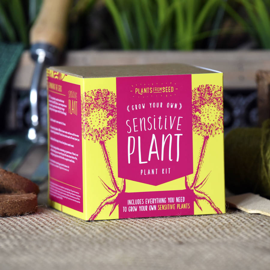 grow your own sensitive plant kit by plants from seed