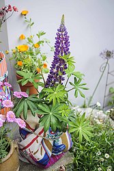 Urban Flowers
