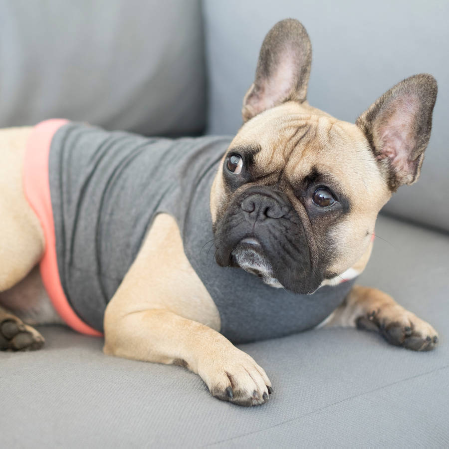 handmade dog tank top with colour options by jolie dog