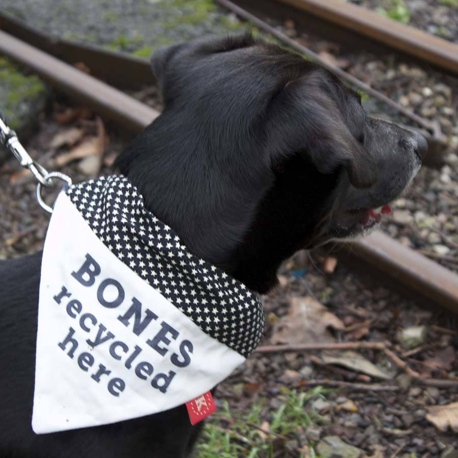 doggie 'all stars' bandanas with captions by keylime design