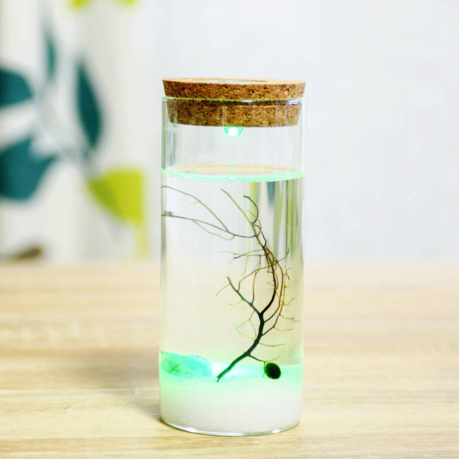 cylinder glass jar marimo moss ball terrarium by dingading terrariums