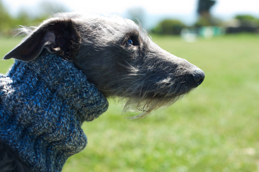 woollen snood for dog by the dandy dog company