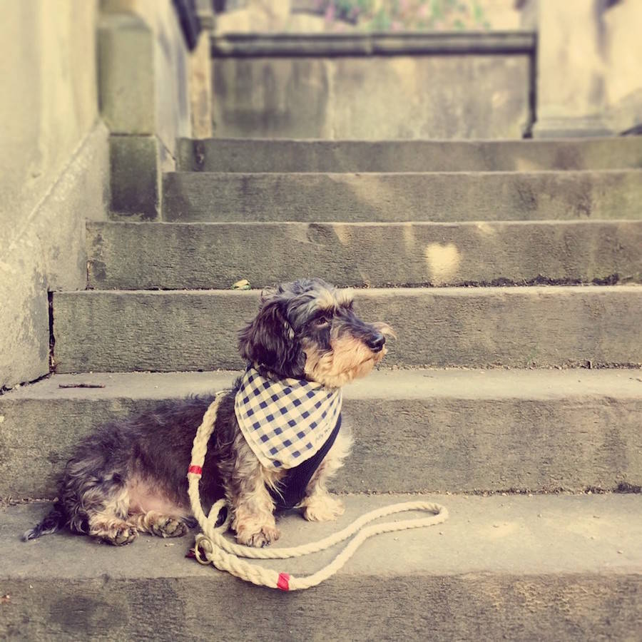 nelson heritage rope dog lead by houndworthy