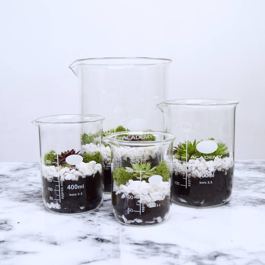 laboratory beaker terrarium with succulent planting set by sort cement