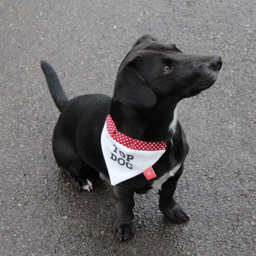 doggie 'all stars' bandanas with captions by keylime design