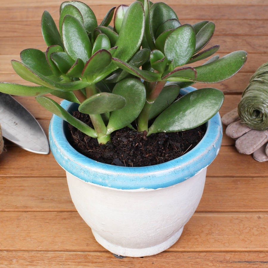 Indoor Natural Stone Blue Planter