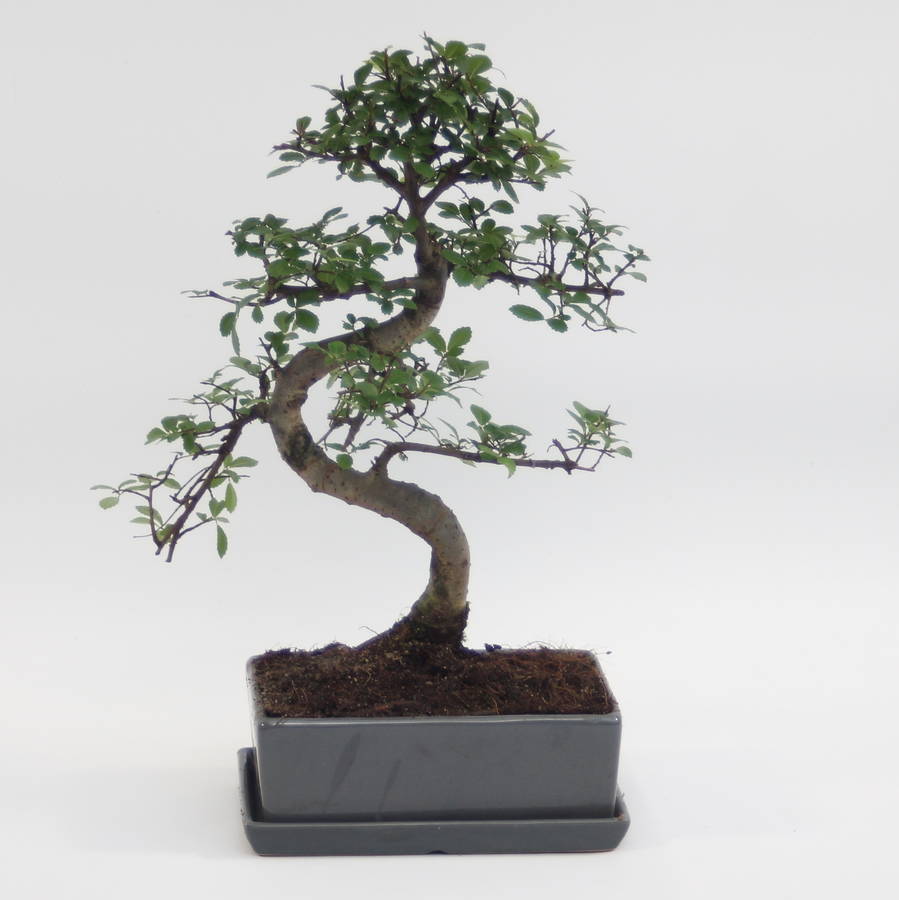 12 Year Old Bonsai Tree In Glazed Pot And Matching Tray By All 12 Year Old Bonsai Tree In Glazed Pot And Matching Tray By All