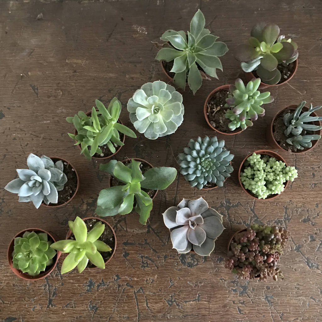 Mini Succulent Selection By B O T A N I C T R I B E ...