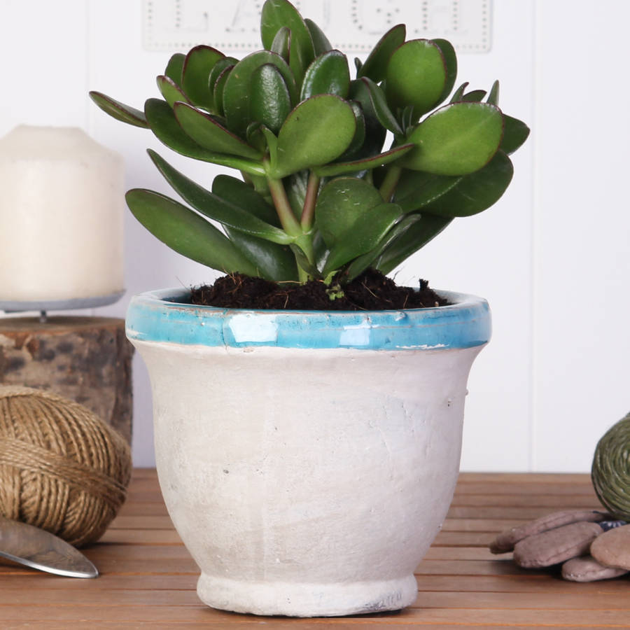 indoor natural stone blue planter by dibor | notonthehighstreet.com