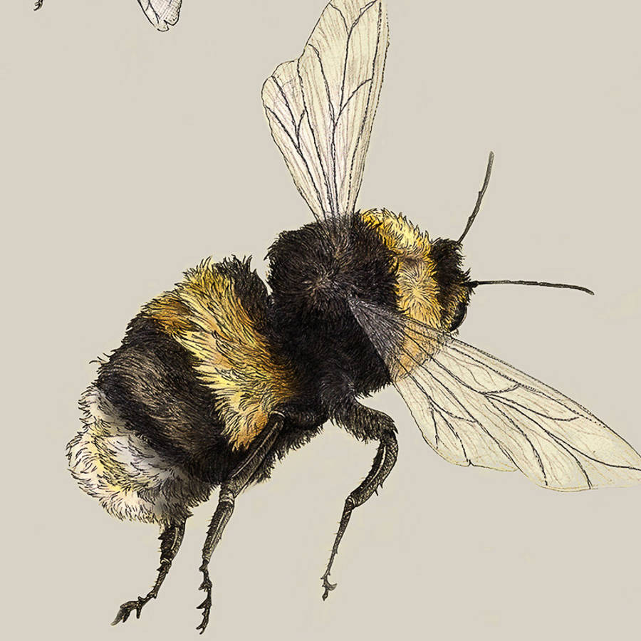 Bumblebees Illustration Print By Ben Rothery Illustrator 