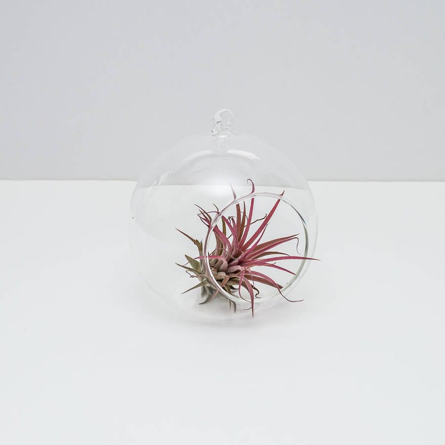 pair of hanging ball glass terrariums with airplants by okconcrete