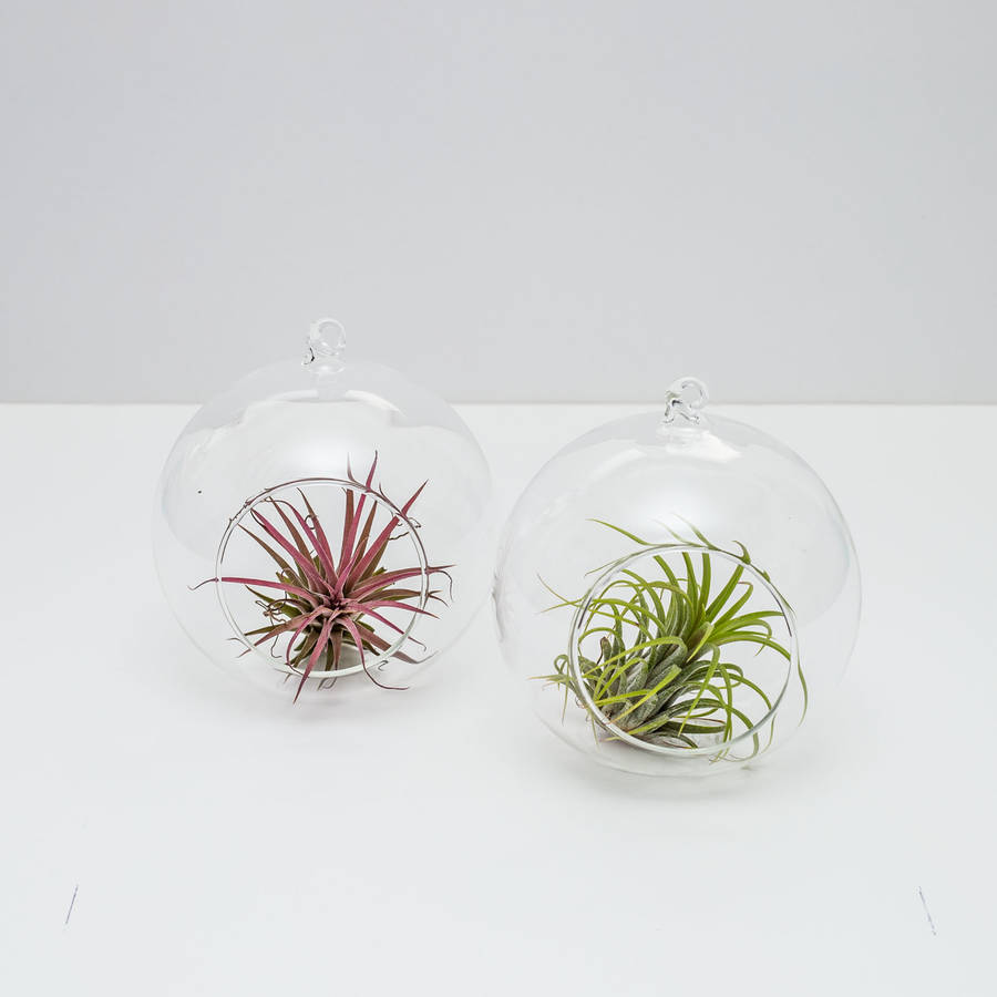 pair of hanging ball glass terrariums with airplants by okconcrete