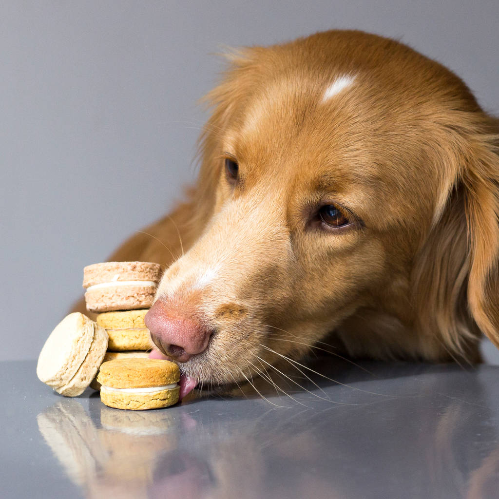 dog macaroon treats by we love to create | notonthehighstreet.com