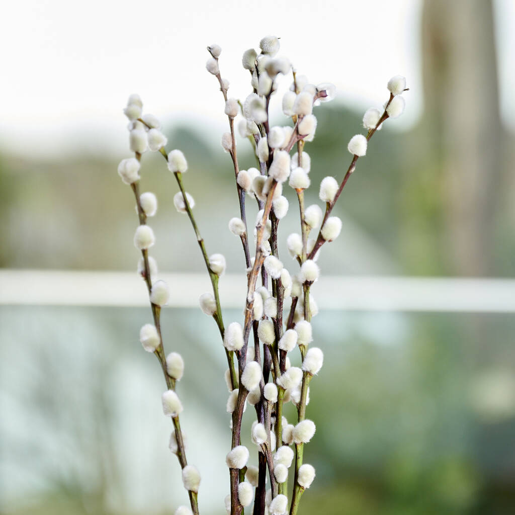 Spring Fresh Cut Pussy Willow Bunches By The Flower Studio