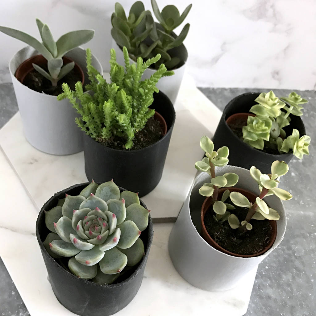 Mini Succulent Selection By B O T A N I C T R I B E ...