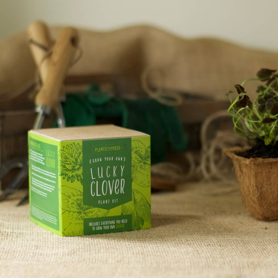grow your own lucky clover plant kit by plants from seed