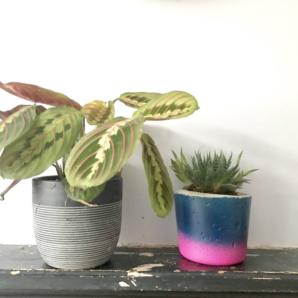 handmade tropical concrete plant pot by sand&stone