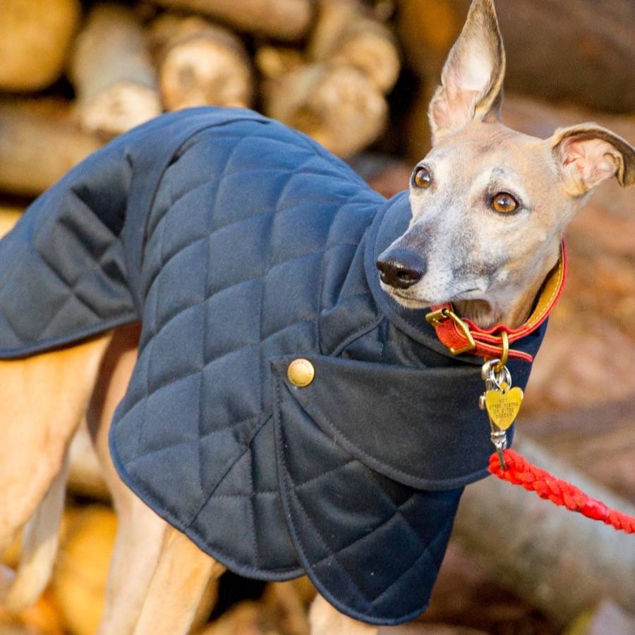 whippet coat with wrap collar by redhound for dogs