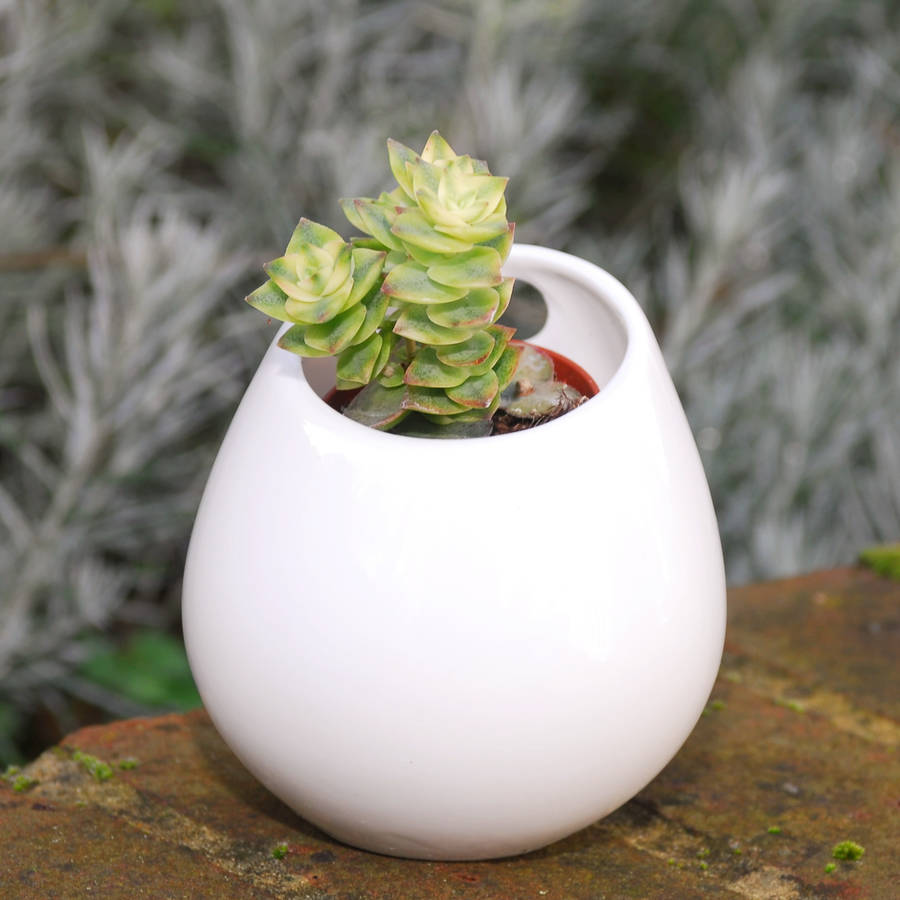 ceramic hanging planter by dingading terrariums