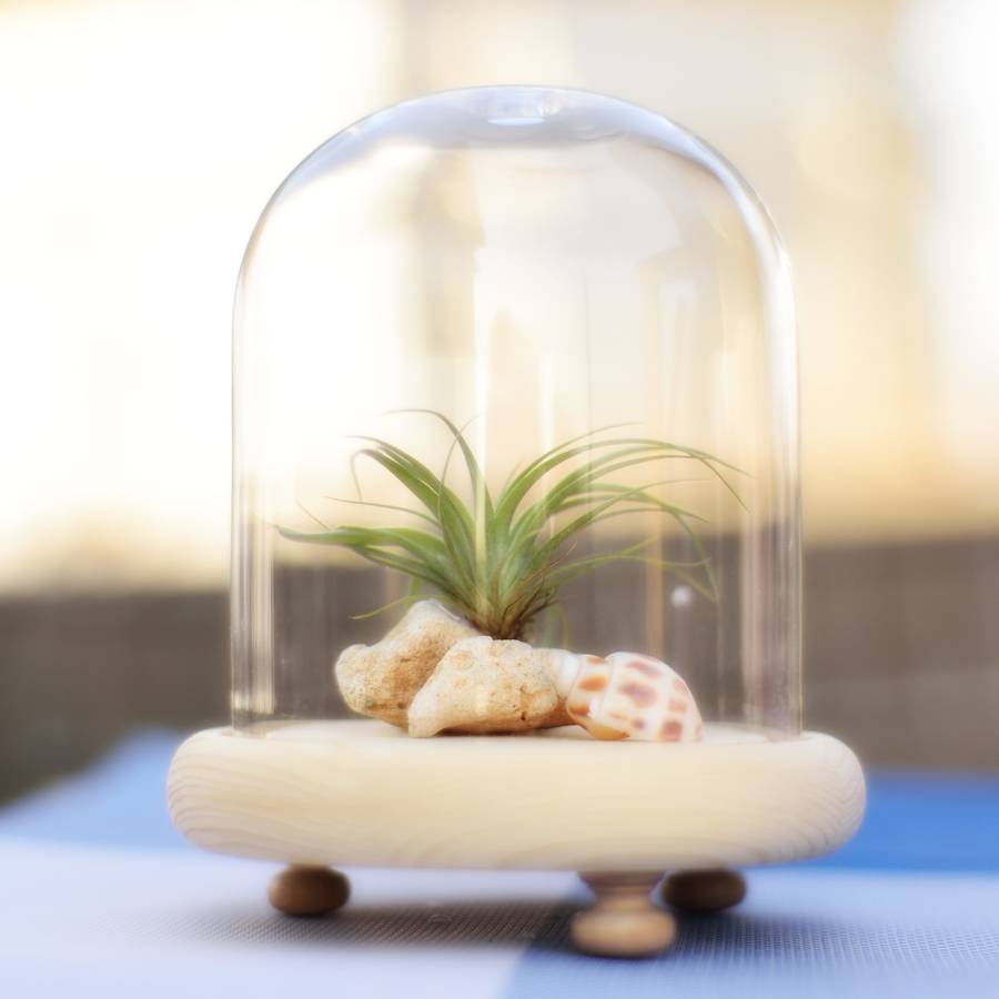 glass dome bell jar air plant terrarium by dingading terrariums