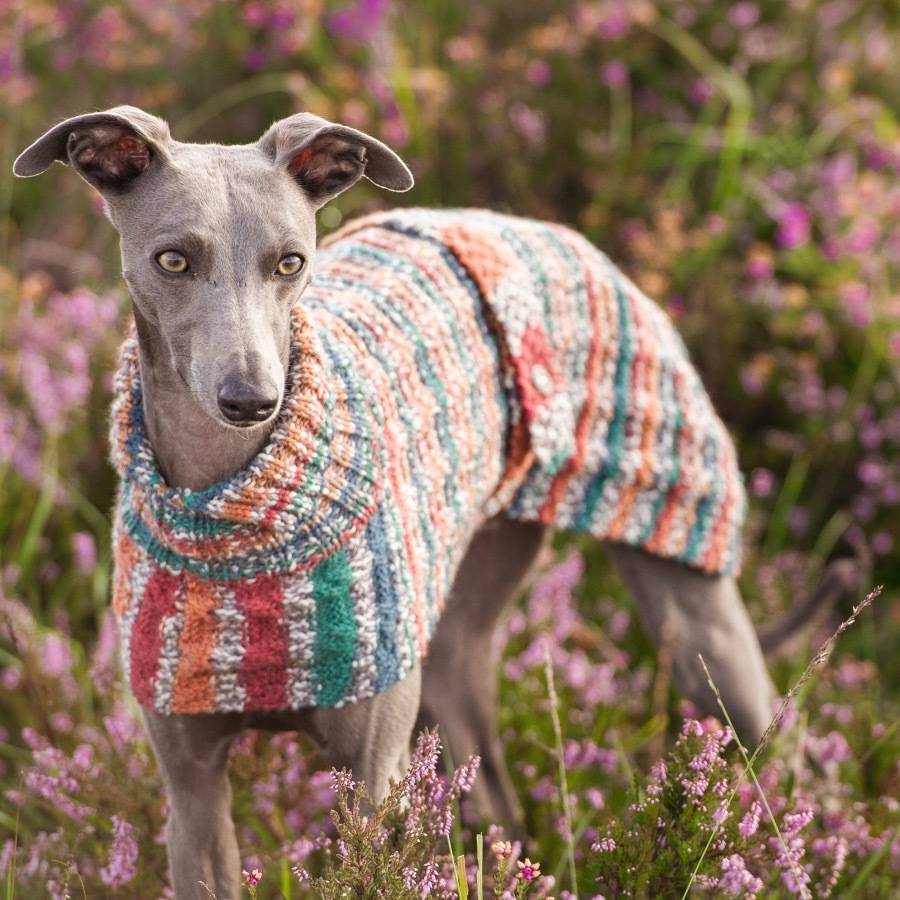 Whippet Dog Jumper
 dog jumper knitting kit whippet by redhound for dogs