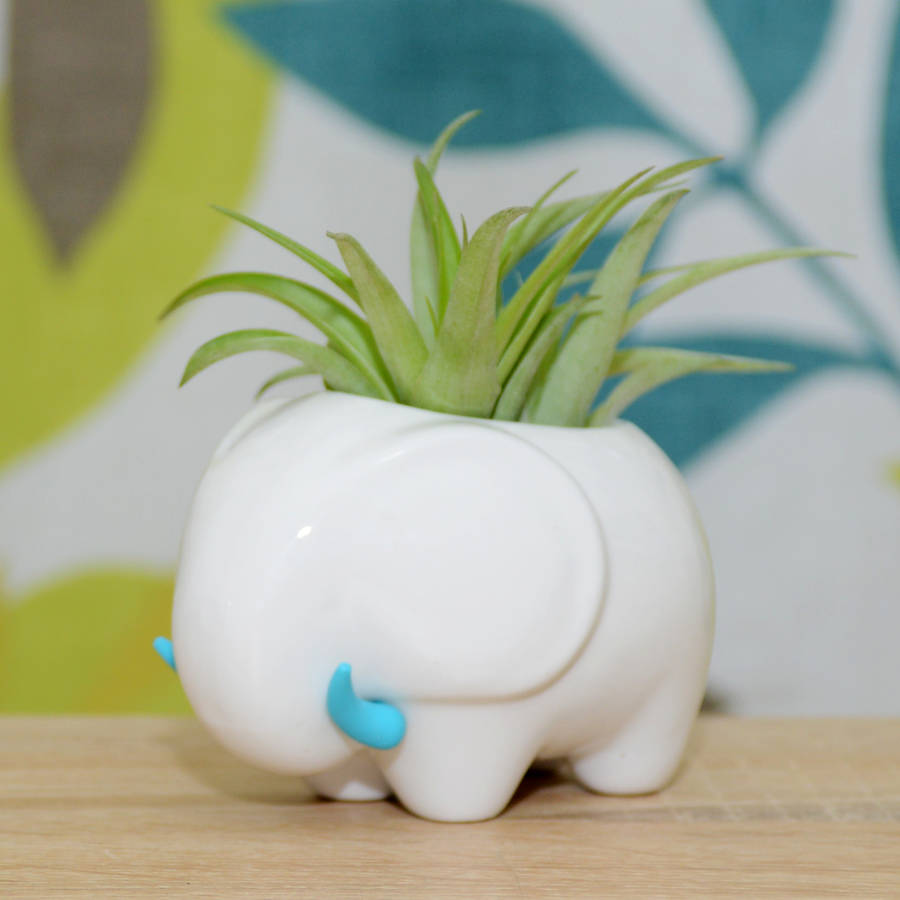 ceramic elephant planter with air plant by dingading terrariums
