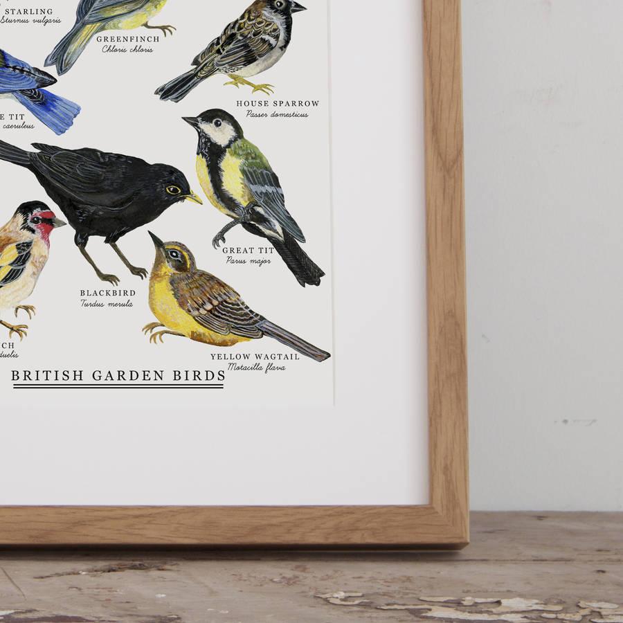 British Garden Birds Illustrated Giclée Print By Little Paisley Designs ...