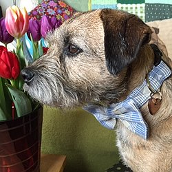 Scrufts Dog Collars