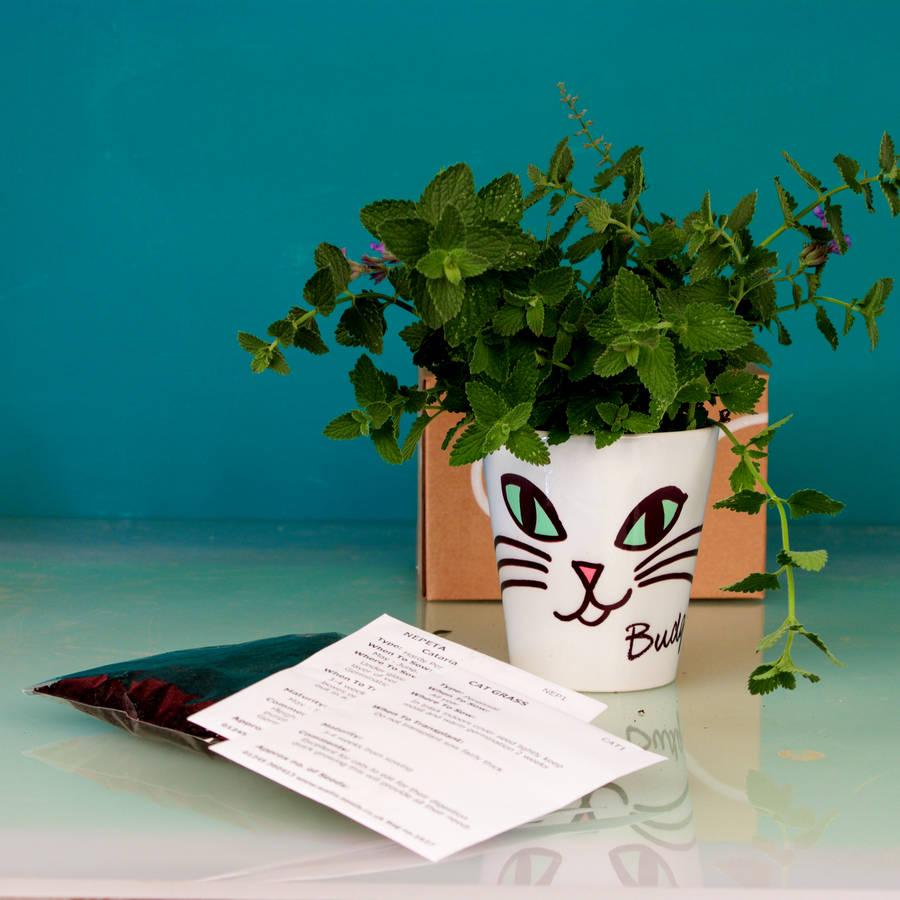 jelly cat plant pot