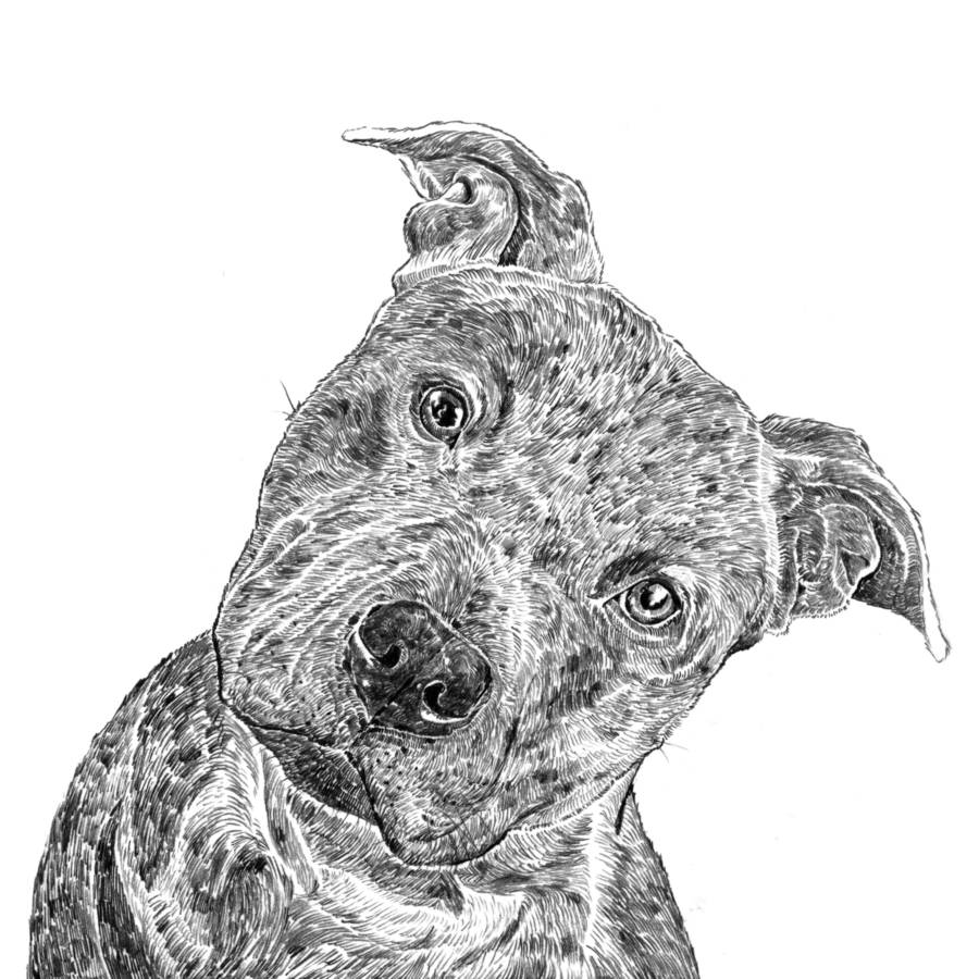 staffordshire bull terrier print by ros shiers | notonthehighstreet.com