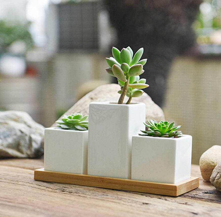 three mini planters with succulents or cacti by dingading terrariums