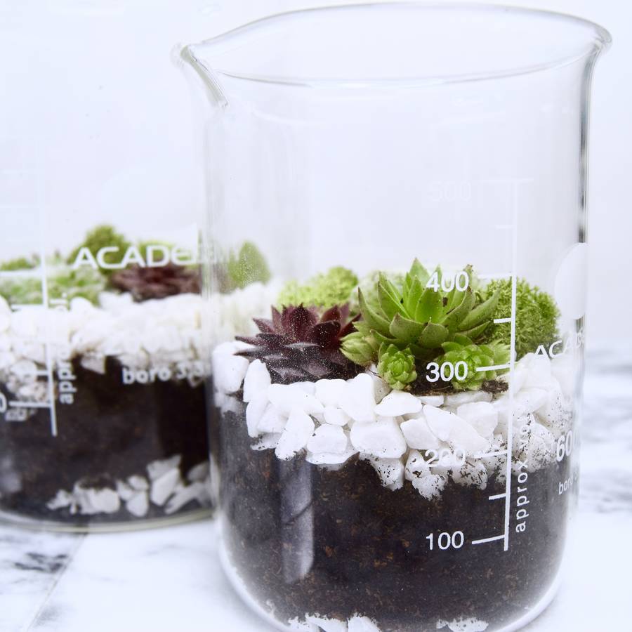 laboratory beaker terrarium with succulent planting set by sort cement