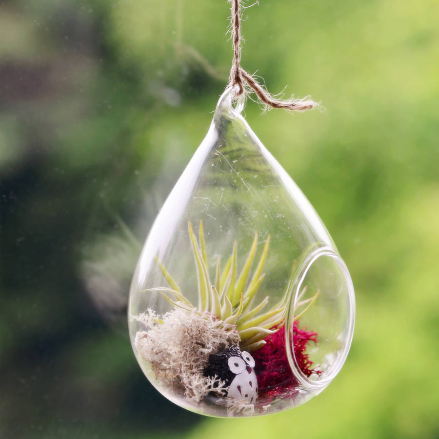 Minimalist Air Plants Hanging with Simple Decor