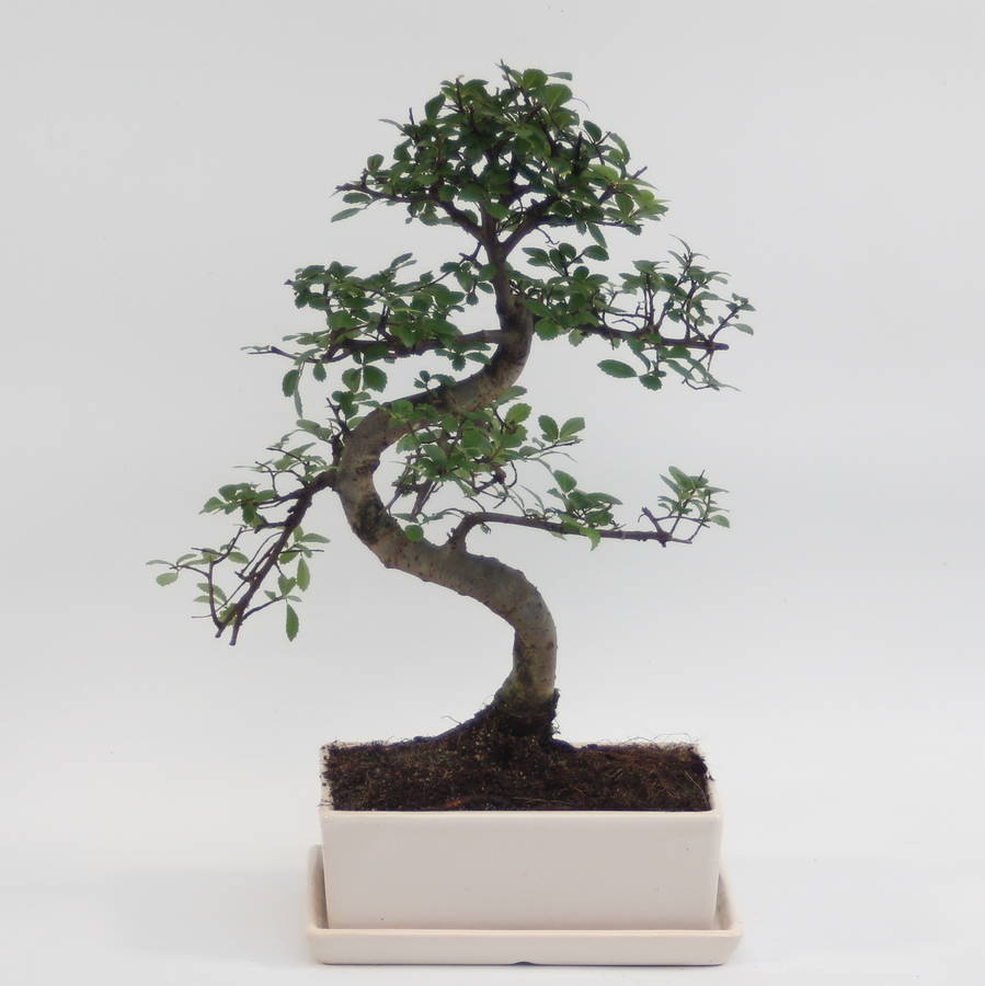 12 Year Old Bonsai Tree In Glazed Pot And Matching Tray By All 12 Year Old Bonsai Tree In Glazed Pot And Matching Tray By All
