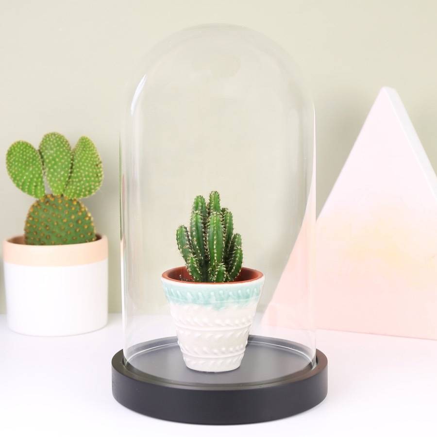 glass display dome by lisa angel