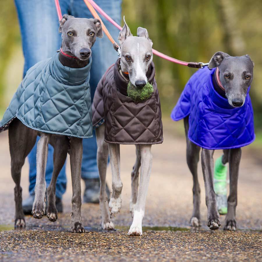 quilted showerproof washable dog coat by redhound for dogs