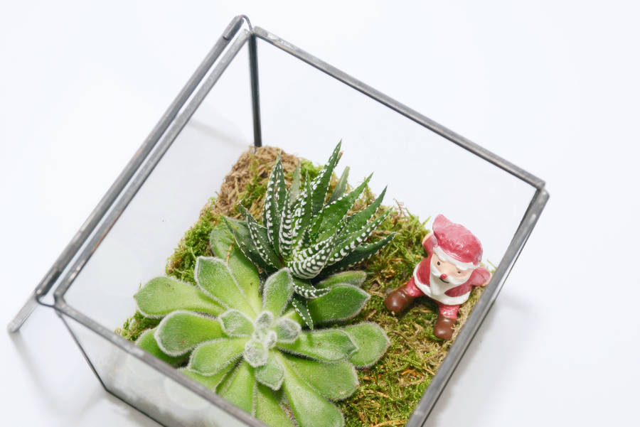 Glass Cube Succulent Terrarium By Dingading Terrariums