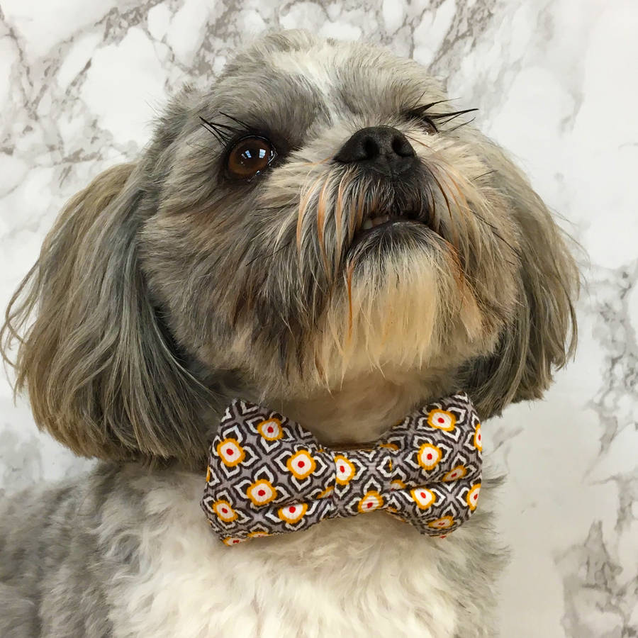 sol dog bow tie by the distinguished dog company