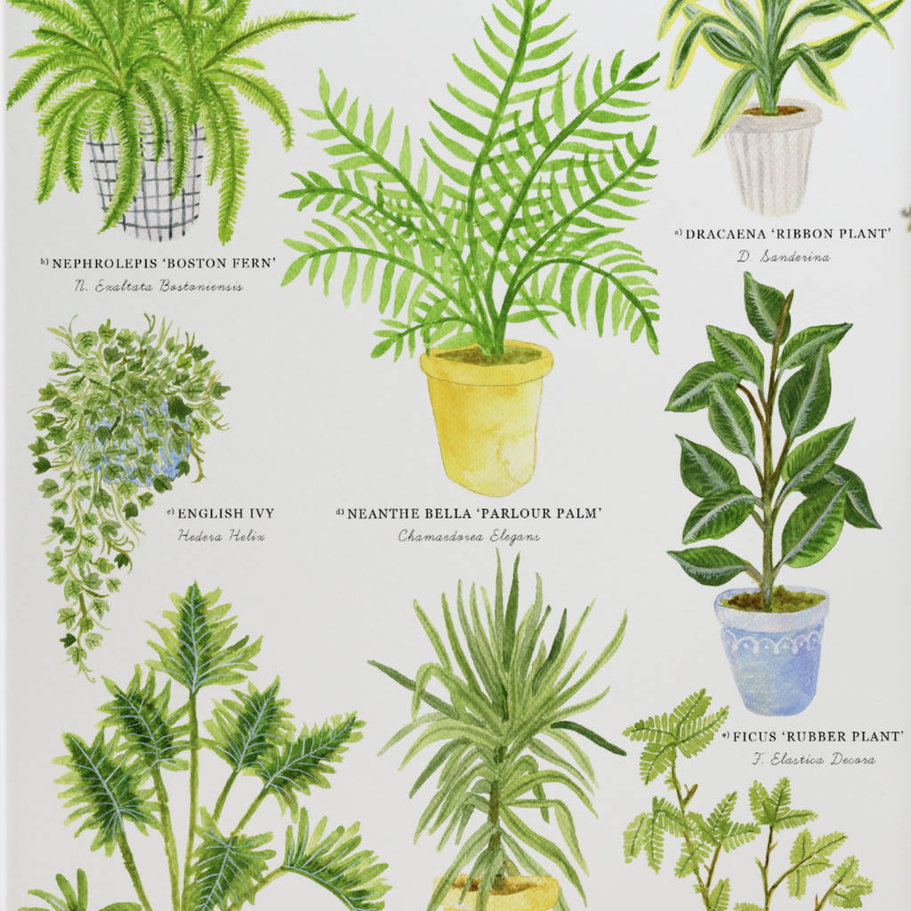 house plants illustrated giclée print by little paisley designs ...