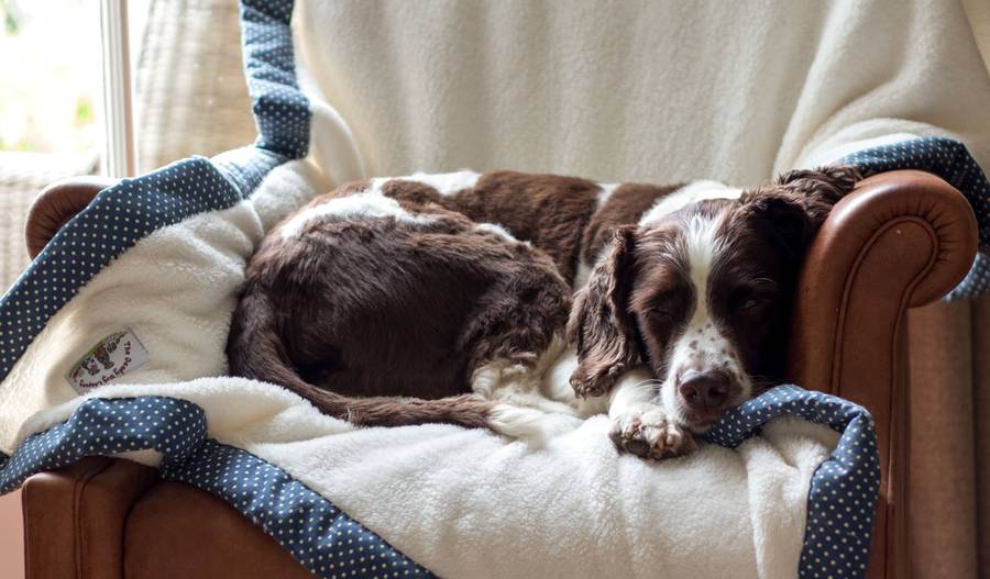 personalised cuddle soft fleece blanket by the dandy dog company