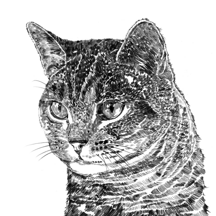tabby cat print by ros shiers