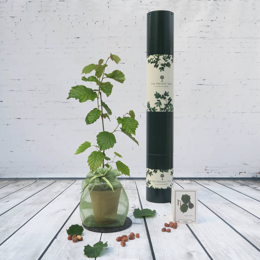 little nut tree gift by the present tree