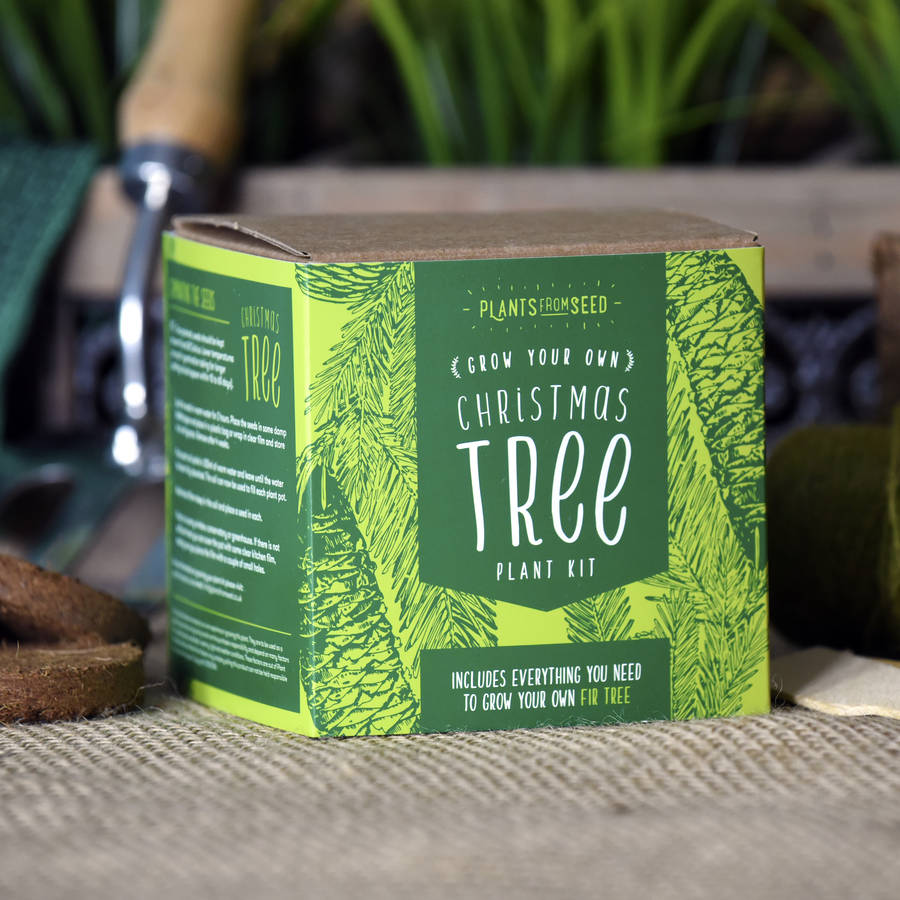 grown your own christmas tree kit by plants from seed