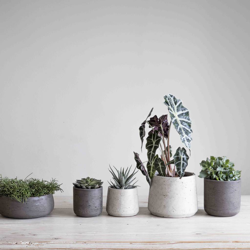 cement plant pot set of two by idyll home | notonthehighstreet.com