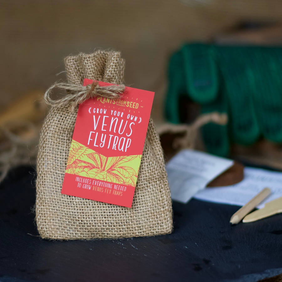 grow your own giant sunflower mini plant kit by plants from seed