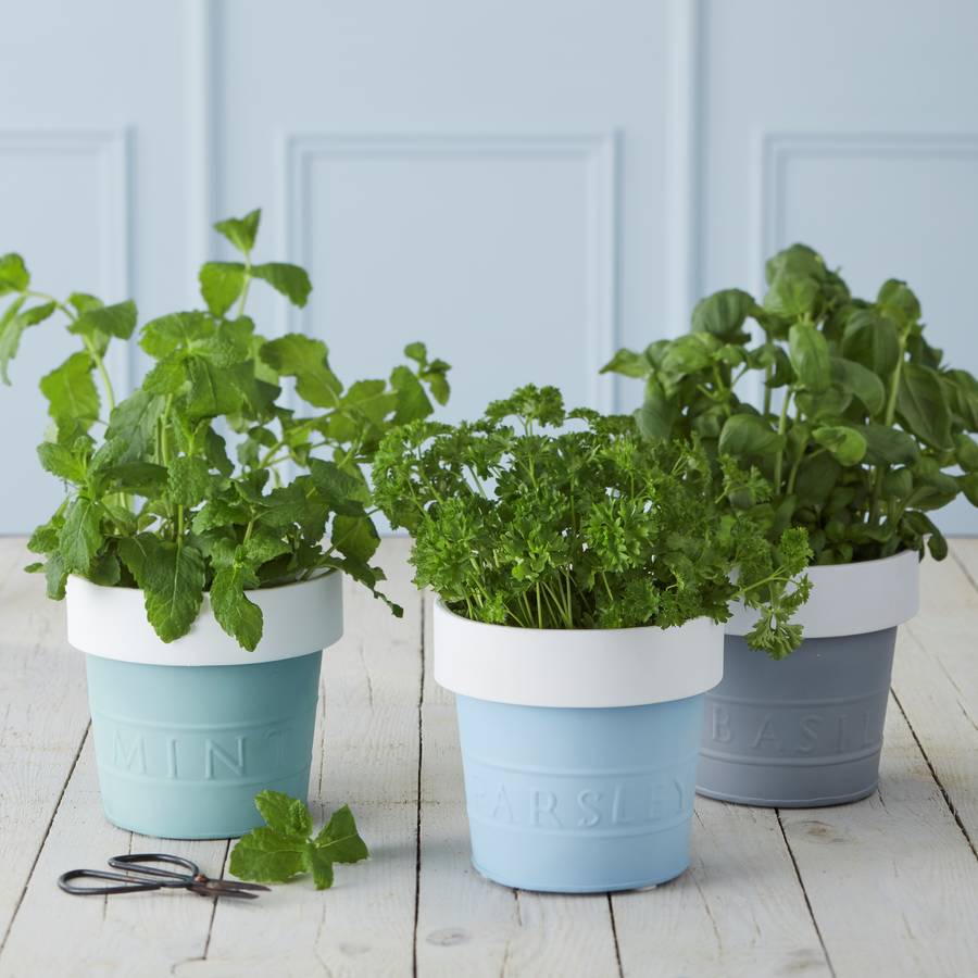 herb pots by the contemporary home