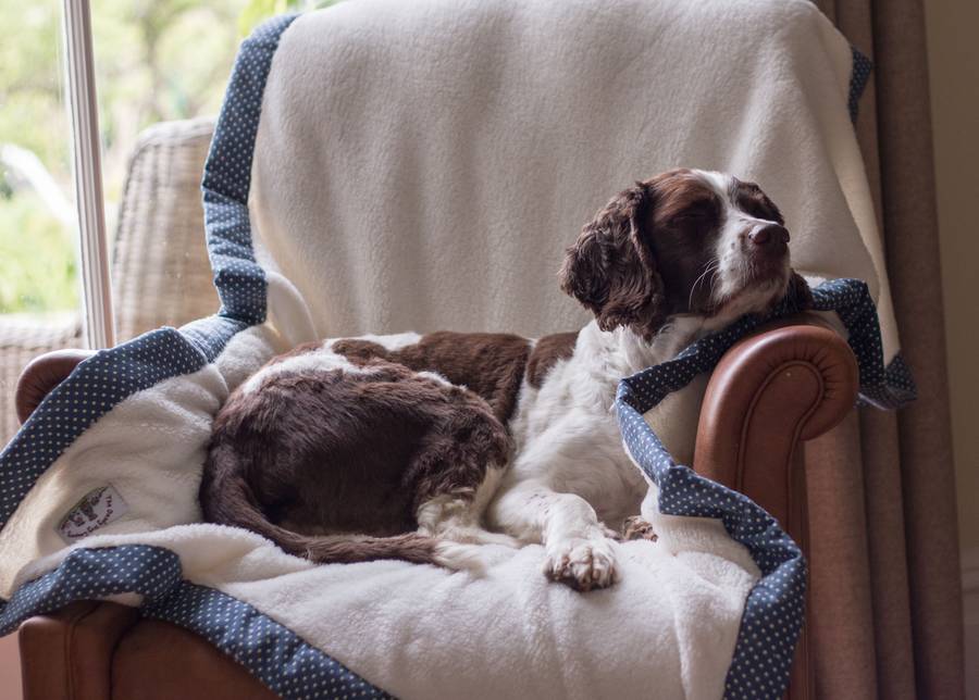 personalised cuddle soft fleece blanket by the dandy dog company